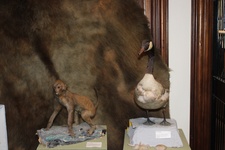 Enlarge photo 133