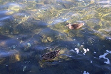 Enlarge photo 118