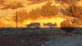 Enlarge photo 217