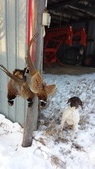 Enlarge photo 227