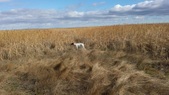 Enlarge photo 231