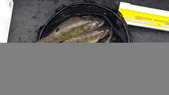Enlarge photo 251