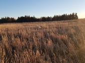 Enlarge photo 267