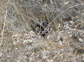 Enlarge photo 139