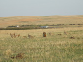Enlarge photo 177