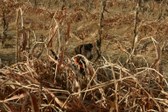 Enlarge photo 74