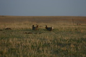 Enlarge photo 184