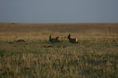 Enlarge photo 185