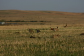 Enlarge photo 187