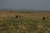 Enlarge photo 188