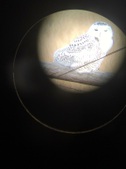 Enlarge photo 306