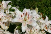 Enlarge photo 12