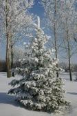 Enlarge photo 8