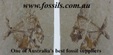 Enlarge photo 1133