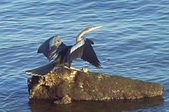 Enlarge photo 35