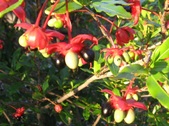 Enlarge photo 40