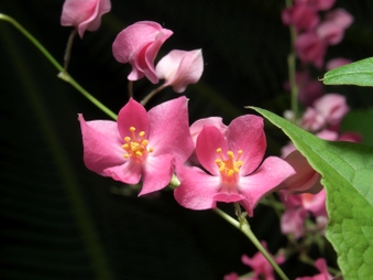 Enlarge photo 20