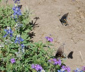 Enlarge photo 10