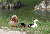 Enlarge photo 17