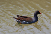 Enlarge photo 24