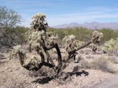 Saguaro National Park