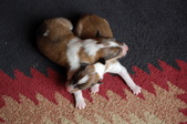 Enlarge photo 4