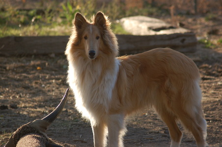 Life's Abundance- Food for your Collie
