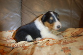 Penny X Ace Expected Litter
