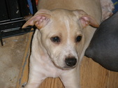 Male Pup 1