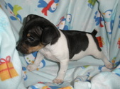 Male Pup 3