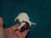 Enlarge photo 2