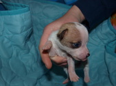 Male pup #1 Available