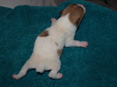 Male Pup #2