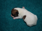 Male Pup #3