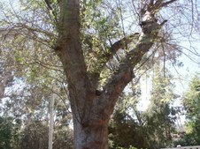 Enlarge photo 45