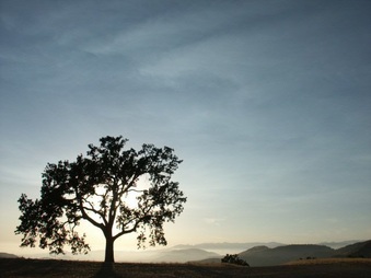 Lonesome Oak - Joughin/Boyle Ranch 