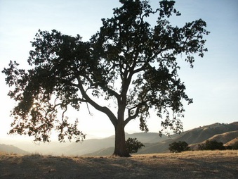Enlarge photo 43