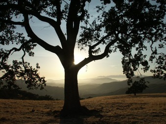 Enlarge photo 45