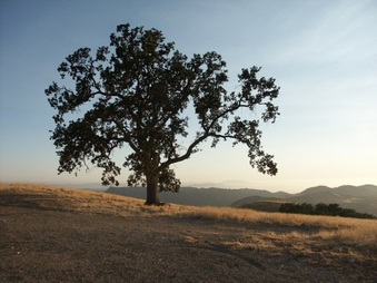 Enlarge photo 51