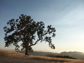 Enlarge photo 52