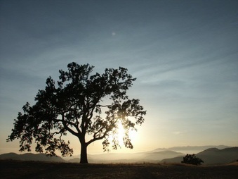 Enlarge photo 54