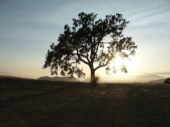 Enlarge photo 55