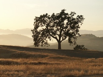 Enlarge photo 71