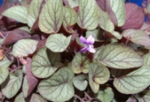Enlarge photo 31