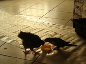 Enlarge photo 10