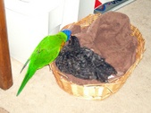 Enlarge photo 11