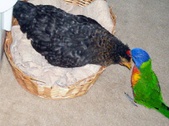 Enlarge photo 13