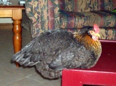 Enlarge photo 16