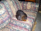 Enlarge photo 23