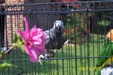 Enlarge photo 10